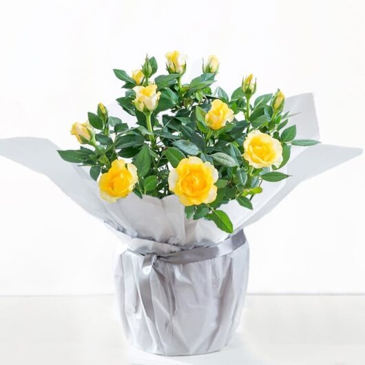 Gift Wrapped Yellow Rose Plant